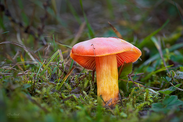 lúčnica Hygrocybe sp.