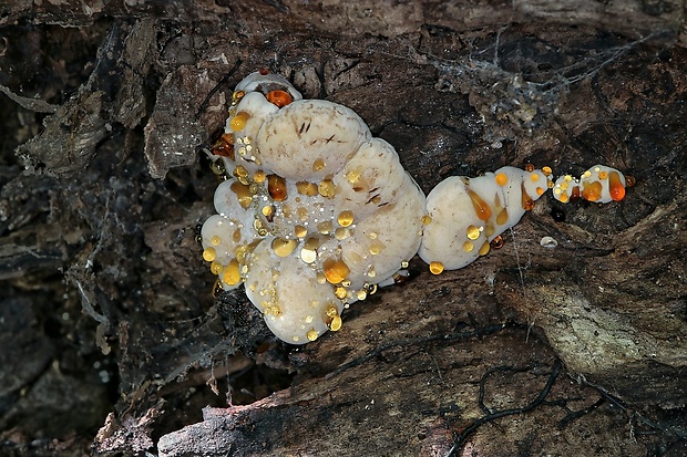 smolokôrovka buková Ischnoderma resinosum (Schrad.) P. Karst.