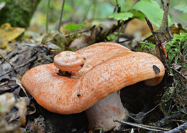 rýdzik pravý Lactarius deliciosus (L.) Gray