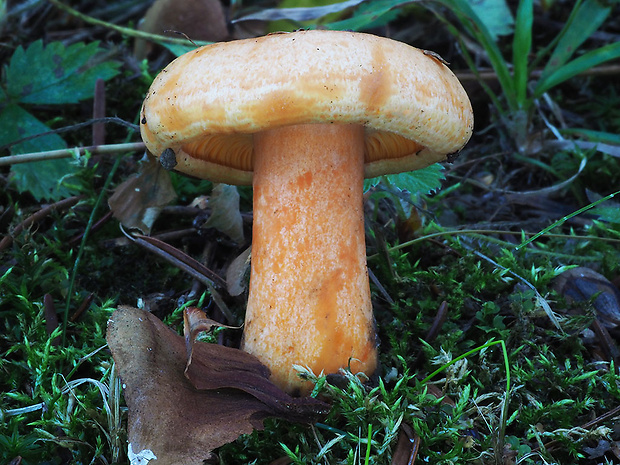 rýdzik jedľový Lactarius salmonicolor R. Heim & Leclair