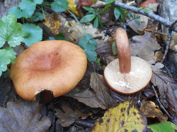 rýdzik Lactarius sp.