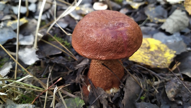 kozák dubový Leccinum aurantiacum (Bull.) Gray