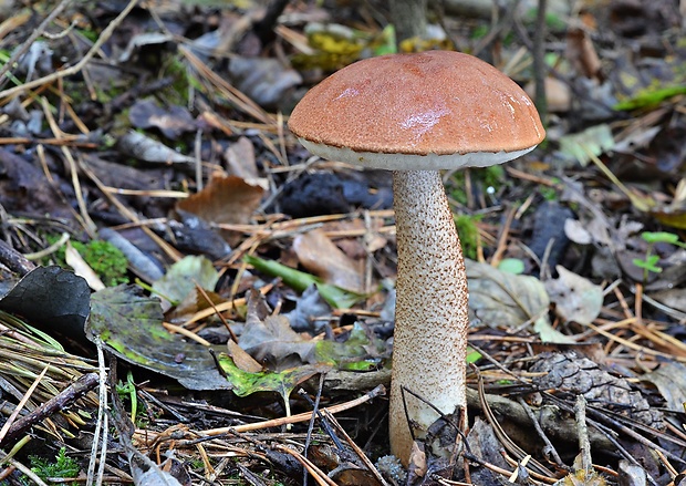 kozák dubový Leccinum aurantiacum (Bull.) Gray