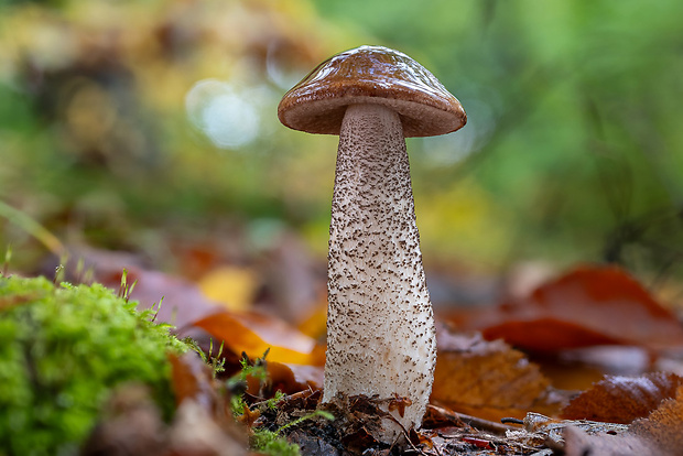 kozák brezový Leccinum scabrum (Bull.) Gray