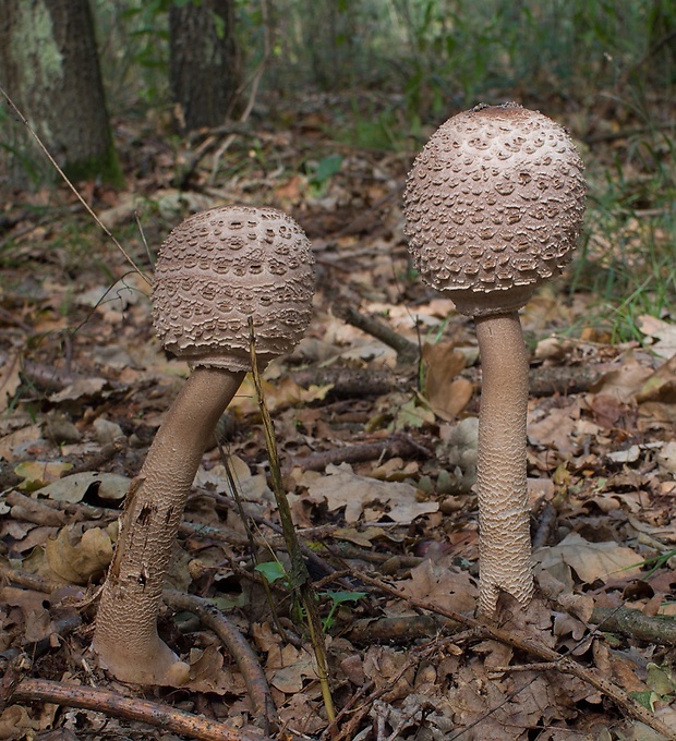 bedľa vysoká Macrolepiota procera (Scop.) Singer