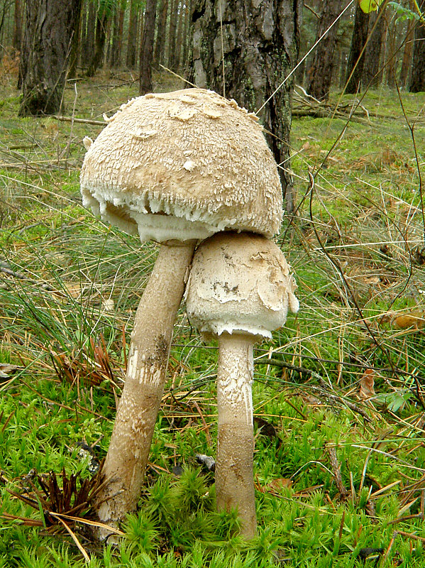 bedľa vysoká Macrolepiota procera (Scop.) Singer