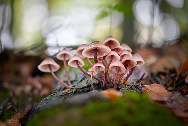 prilbička krvavomliečna Mycena haematopus (Pers.) P. Kumm.