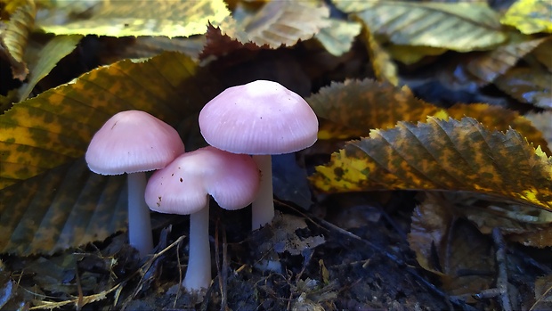 prilbička ružovkastá Mycena rosea Gramberg