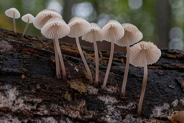 prilbička Mycena sp.