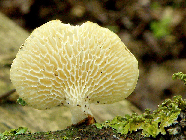 trúdnik veľkopórový Neofavolus alveolaris (DC.) Sotome & T. Hatt.