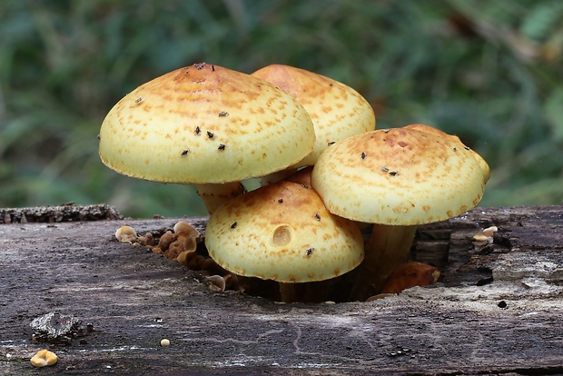 šupinovka slizká Pholiota adiposa (Batsch) P. Kumm.