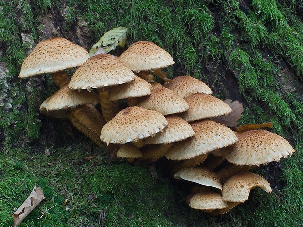 šupinovka Pholiota sp.