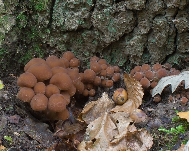 drobuľka vodomilná Psathyrella piluliformis (Bull.) P.D. Orton