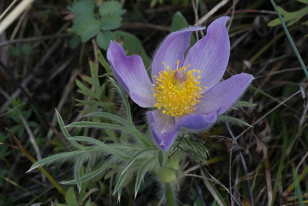 poniklec veľkokvetý Pulsatilla grandis Wender.