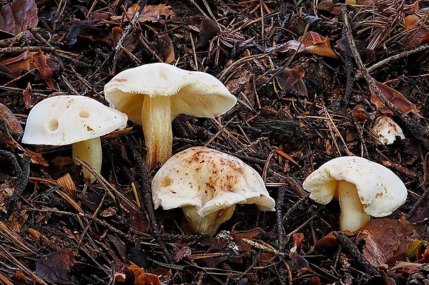 peniazovka škvrnitá Rhodocollybia maculata (Alb. & Schwein.) Singer