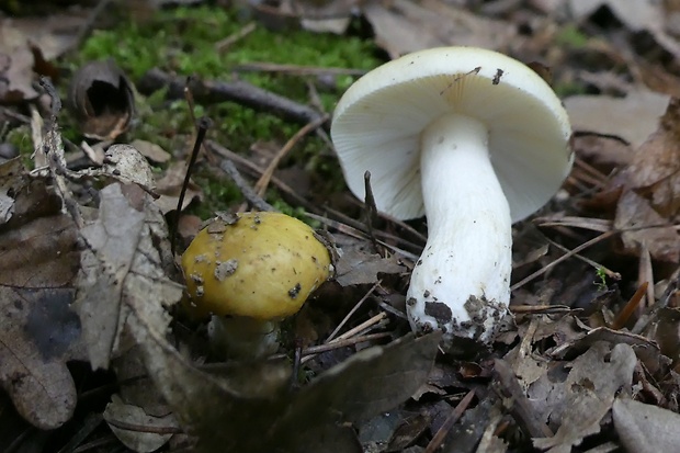 plávka Russula sp.