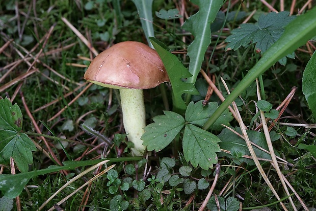 masliak zrnitý Suillus granulatus (L.) Roussel