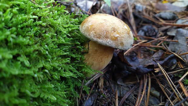 masliak strakatý Suillus variegatus (Sw.) Kuntze