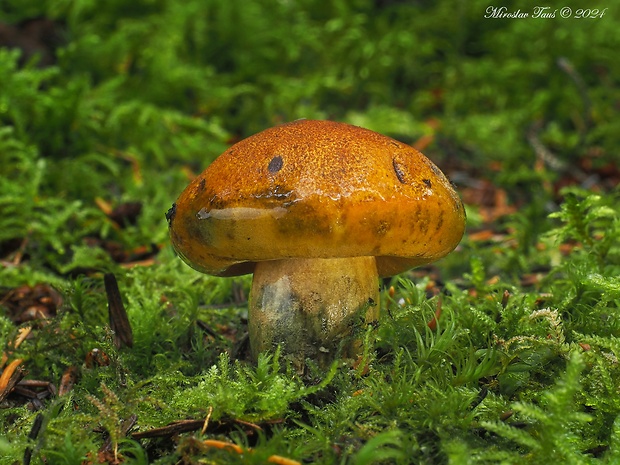 čírovka oranžová Tricholoma aurantium (Schaeff.) Ricken