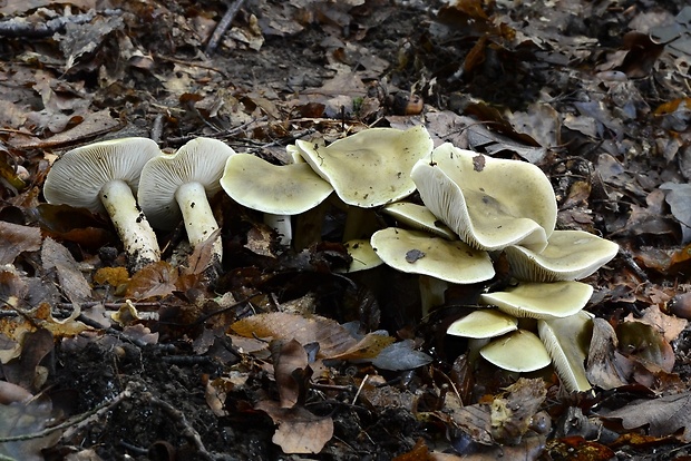 čírovka mydlová Tricholoma saponaceum (Fr.) P. Kumm.