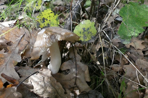 čírovka Tricholoma sp.