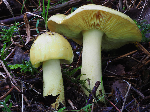 čírovka sírovožltá Tricholoma sulphureum (Bull.) P. Kumm.