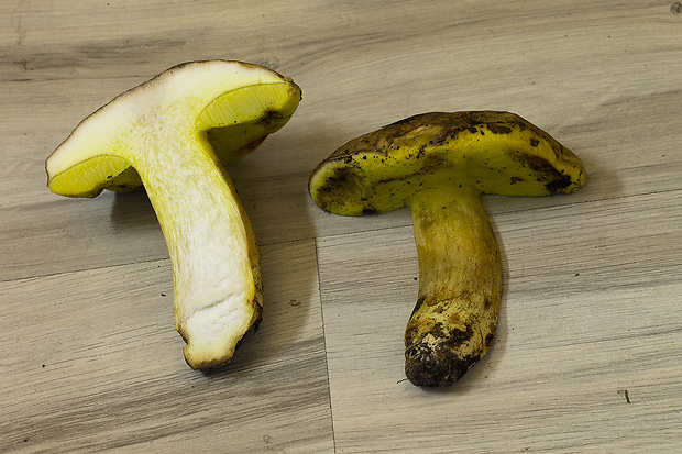 hríb Boletus sp.