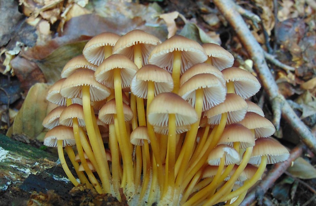 prilbička žltohlúbiková Mycena renati Quél.