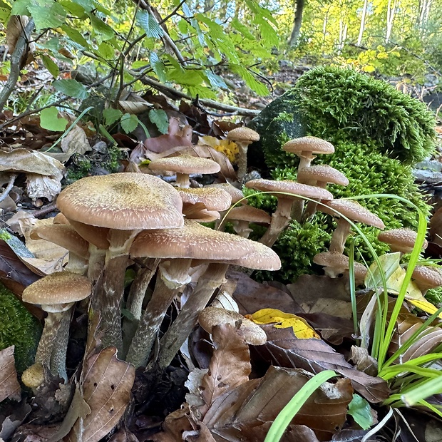 podpňovka obyčajná Armillaria mellea (Vahl) P. Kumm.