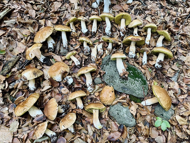 hríb smrekový Boletus edulis Bull.