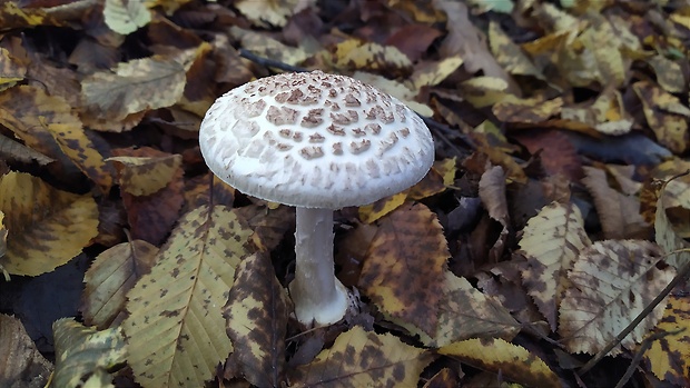 muchotrávka citrónovožltá Amanita citrina Pers.