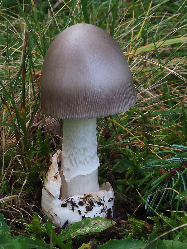 muchotrávka veľkopošvatá Amanita magnivolvata Aalto