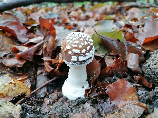 muchotrávka tigrovaná Amanita pantherina (DC.) Krombh.