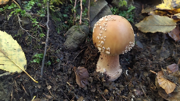 muchotrávka Amanita sp.