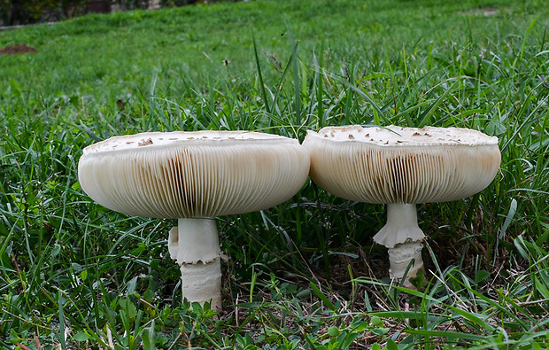 muchotrávka Vittadiniho Amanita vittadinii (Moretti) Vittad.