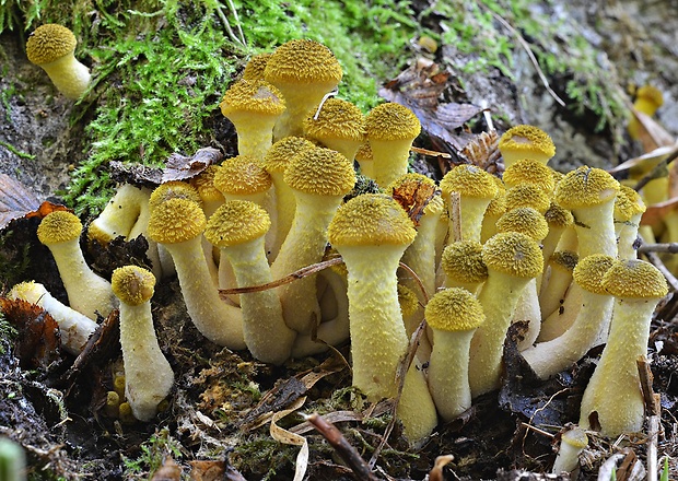 podpňovka žltá Armillaria gallica Marxm. & Romagn.