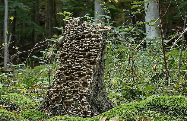 sivopórovka tmavá Bjerkandera adusta (Willd.) P. Karst.