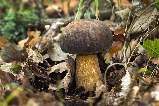 hríb bronzový Boletus aereus Bull. ex Fr.