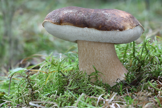 hríb bronzový Boletus aereus Bull. ex Fr.