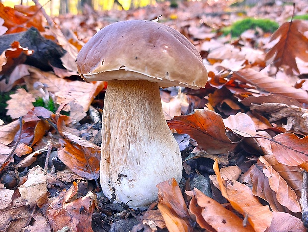 hríb smrekový Boletus edulis Bull.