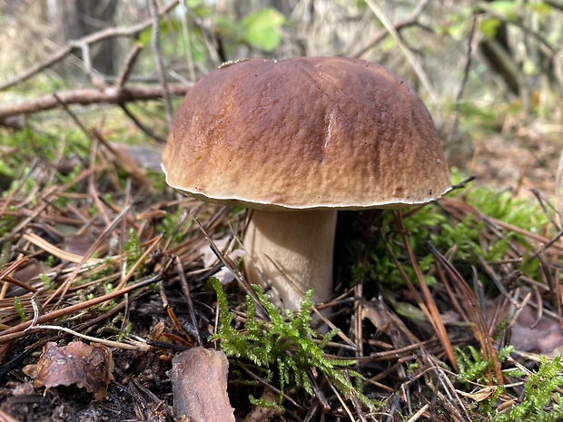 hríb smrekový Boletus edulis Bull.