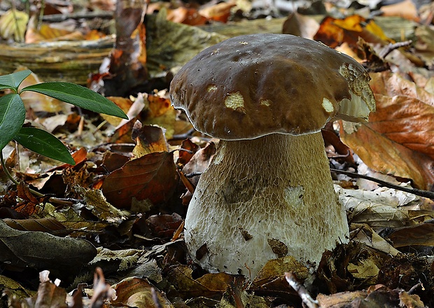 hríb smrekový Boletus edulis Bull.