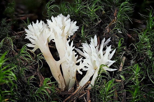 konárovka hrebenitá Clavulina coralloides (L.) J. Schröt.