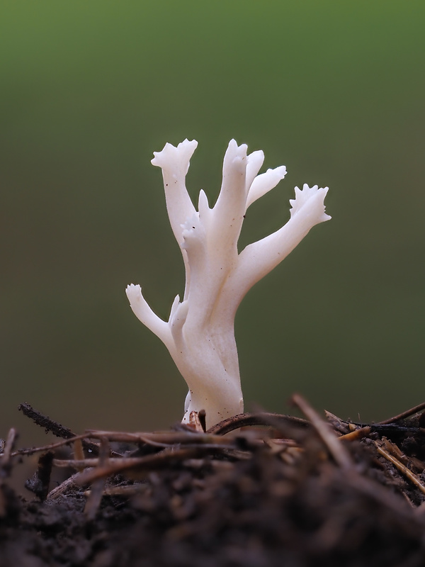 konárovka hrebenitá Clavulina coralloides (L.) J. Schröt.