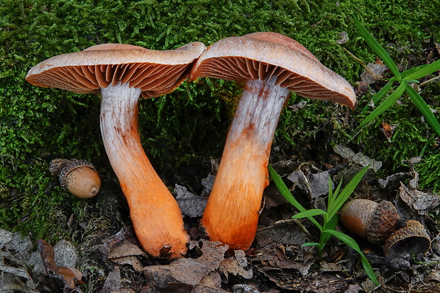 pavučinovec Bulliardov Cortinarius bulliardii (Pers.) Fr.