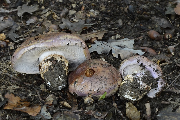 pavučinovec fialovookrajový Cortinarius cf. balteatocumatilis Rob. Henry ex P.D. Orton