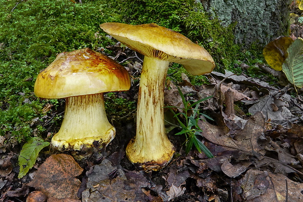 pavučinovec teplomilný Cortinarius quercus-ilicis (Chevassut & Rob. Henry) Melot