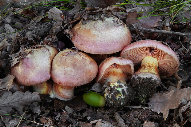 Cortinarius splendificus Chevassut & Rob. Henry 1975