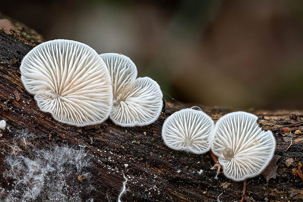 pahliva Crepidotus sp.