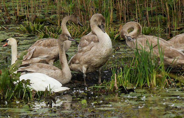 labuť Cygnus sp.